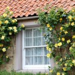 A Cottage Window
