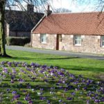 Crocus on Dirleton Green