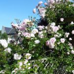 Roses in the Village